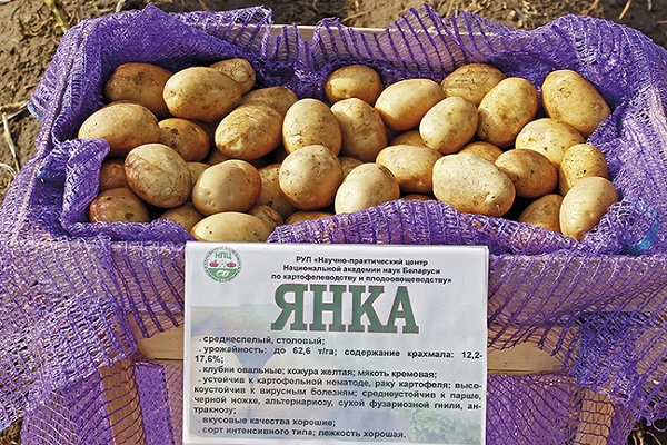 Yanka-aardappelen