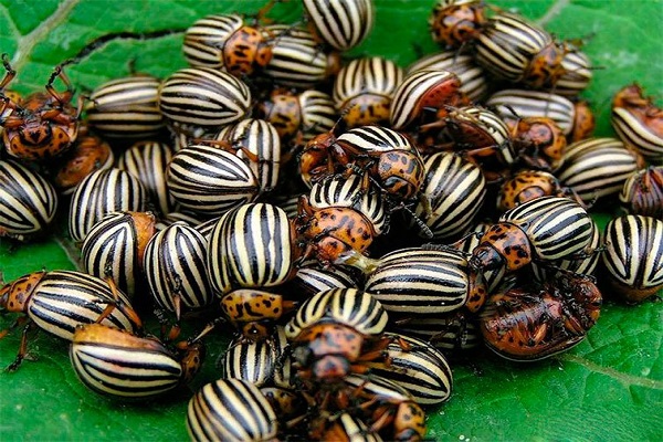 mga colorado beetle