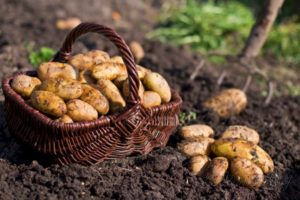 Beschrijving van het aardappelras Zorachka, kenmerken van teelt en verzorging