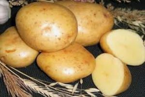 Opis sorte krumpira Gala, značajke uzgoja i njege