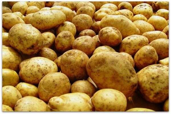 rakt kartupeļus