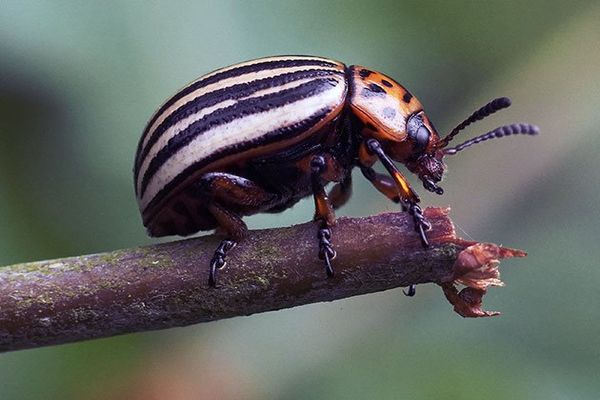 Käfer sitzt auf einem Ast