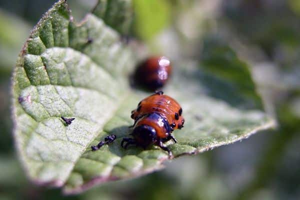 niños escarabajo