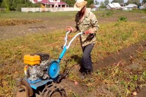 Paano maghukay at mag-ani ng patatas gamit ang isang walk-behind tractor