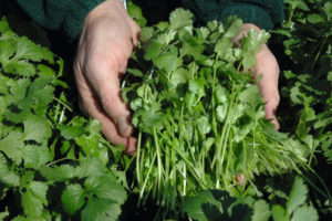 Description of the variety of coriander Caribe, features of cultivation and care
