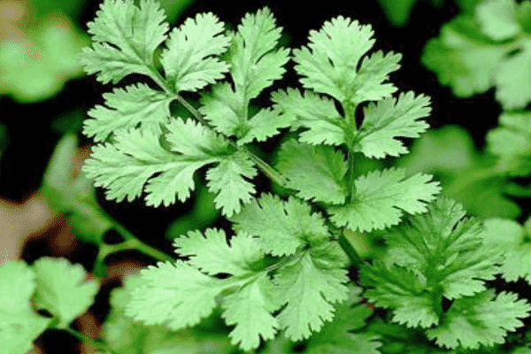cilantro leaves