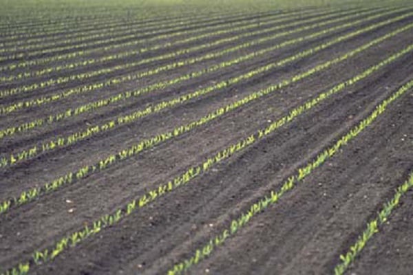 Tecnologia de cultiu de blat de moro per a l'ensenat, la recol·lecció, les varietats i el rendiment