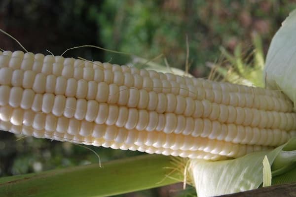 kukuričné ​​hybridy