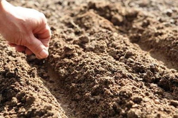 loose soil