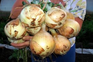 Descripción de la variedad de cebolla Exibishen, características de cultivo y rendimiento.