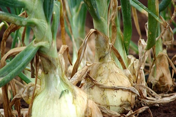 Control measures and treatment of onions from downy mildew (downy mildew)