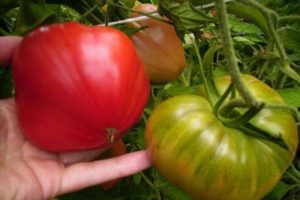 Descrizione della varietà di pomodoro Orso del nord, caratteristiche di coltivazione e cura
