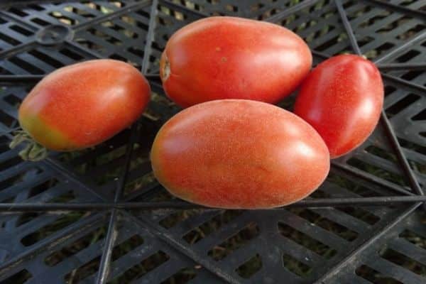 kudłaty pomidor trzmieli