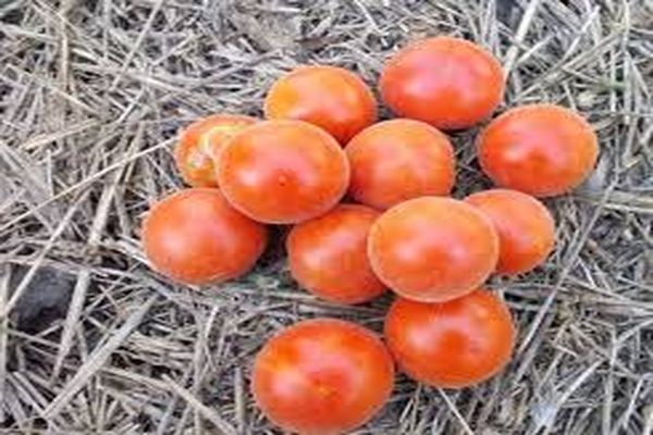 tomato cultivar at paglilinang