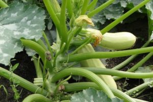 Ist es möglich, die unteren Blätter der Zucchini auf freiem Feld zu schneiden und sollte es getan werden