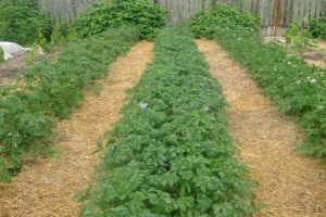 Różne sposoby mulczowania ziemniaków w celu zwiększenia plonów