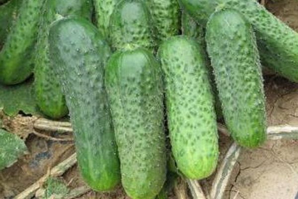 planting cucumbers
