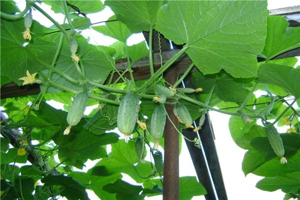 hanging cucumbers