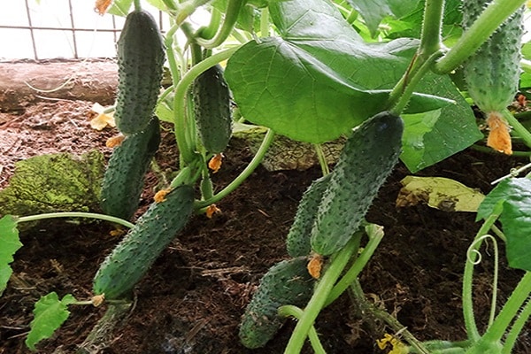 plant cucumbers