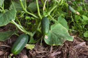Description of the variety of cucumber Zanachka f1, features of cultivation and yield
