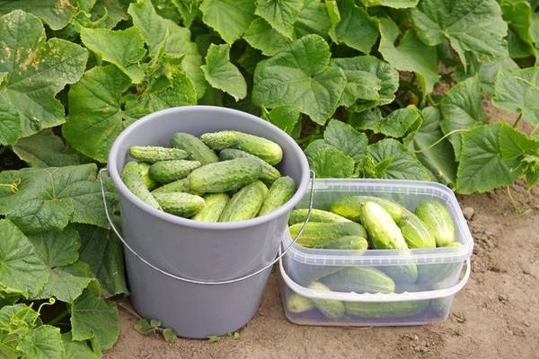 harvest of cucumbers