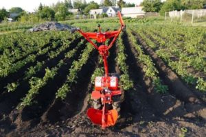 Jak správně rozdávat brambory chodítkem za traktorem a kultivátorem