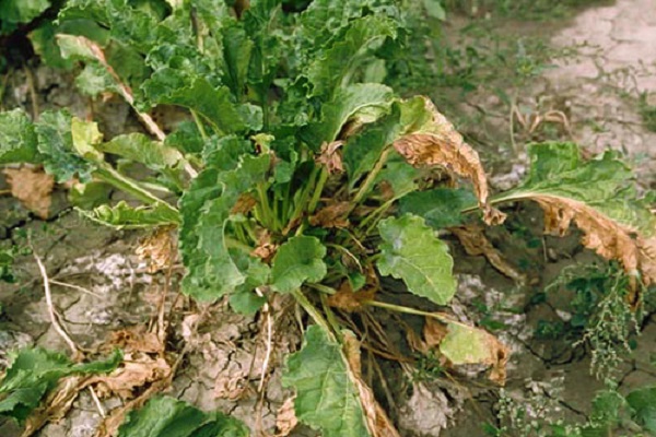 cercosporosis ของพืชราก