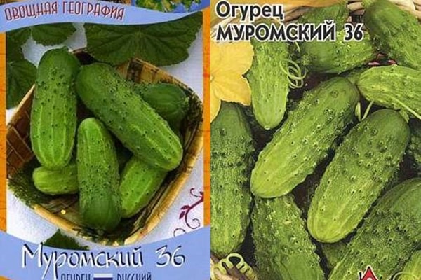 semená uhoriek Muromsky