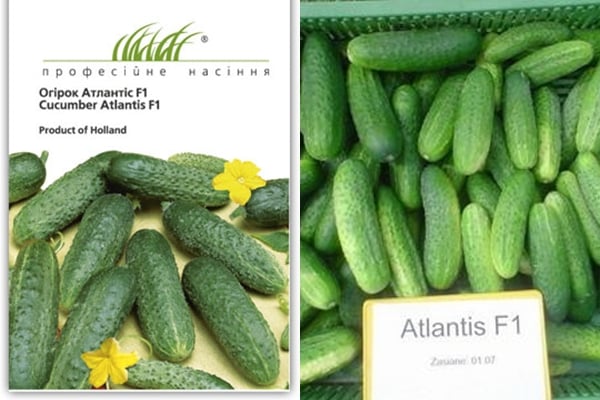 cucumber seeds Atlantis f1