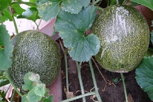 melons are tied