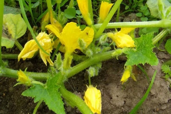 karrig blomst på zucchini