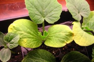 Waarom courgettebladeren geel worden in de volle grond: wat te doen