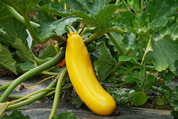 gele courgette