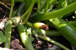 Prečo cuketa hniloba v záhrade: čo robiť, tým lepšie spracovávať