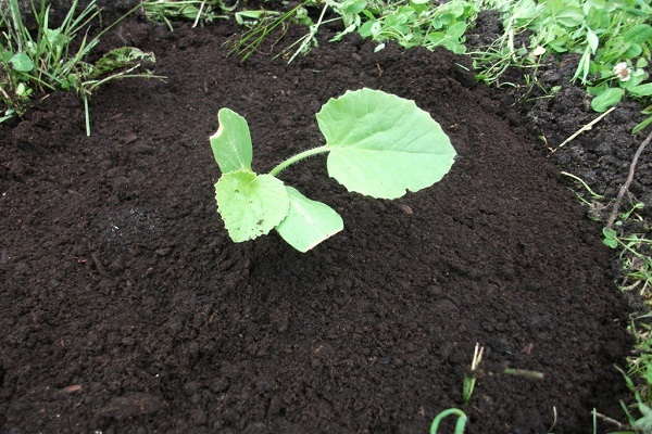 plantar una verdura