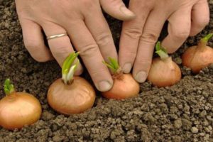 Cómo plantar cebollas correctamente en primavera u otoño para que haya bulbos grandes.
