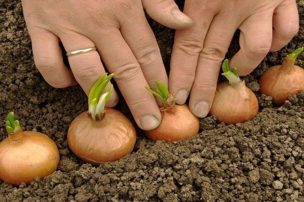 piantare cipolle