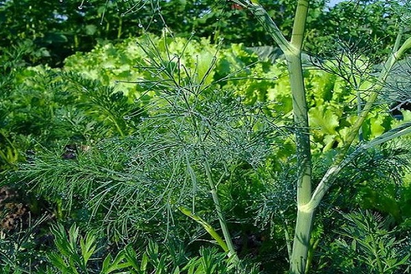 The best varieties of dill for planting before winter in the Leningrad region