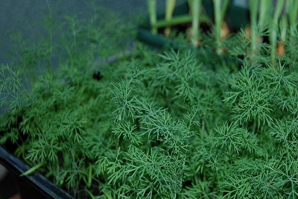 dill for planting
