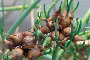 Plantar, cultivar y cuidar cebollas de varios niveles