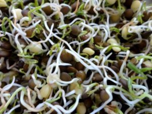 Useful properties and harm of germinated lentils, chemical composition, is it possible to eat it