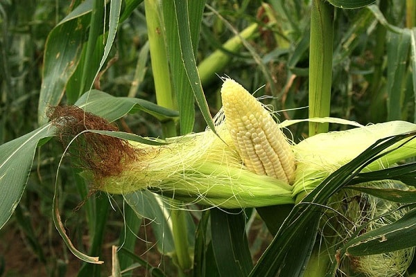 Mais wird angebaut