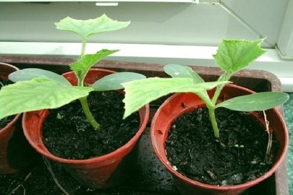 plantetes de cogombre en pots