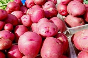 Descrizione della varietà di patate Red Scarlet, sue caratteristiche e resa