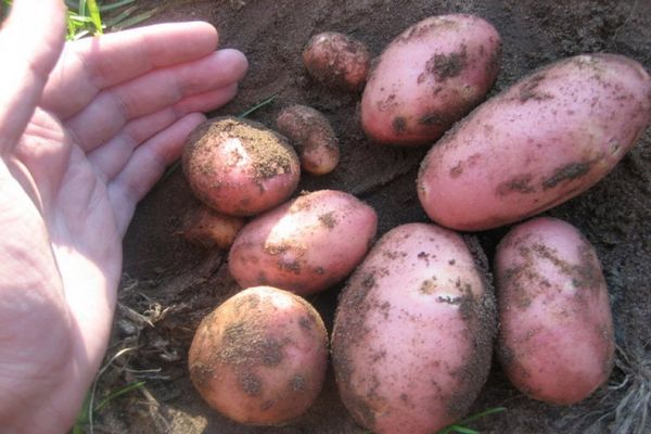 patatas rosadas