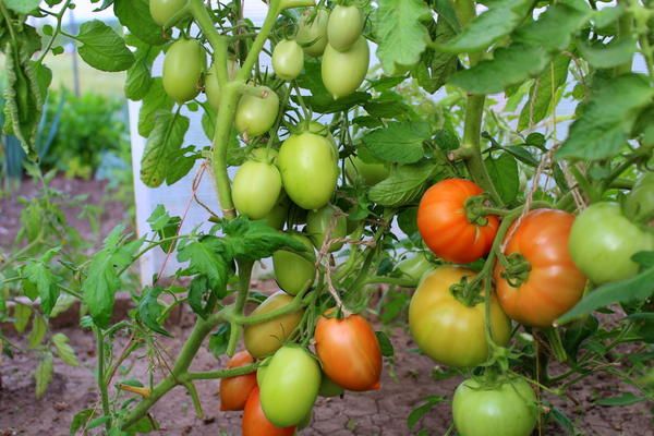 tomates en las ramas
