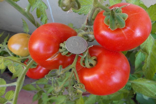 tomatdyrkning