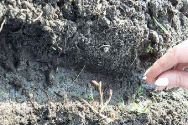 fertilizando el suelo