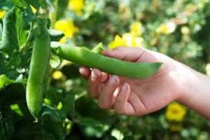 TOP 30 best varieties of pea seeds with descriptions and characteristics