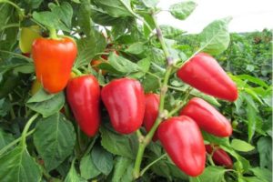 Charakteristiky a opis odrôd sladkej papriky so silnými stenami pre otvorenú plochu